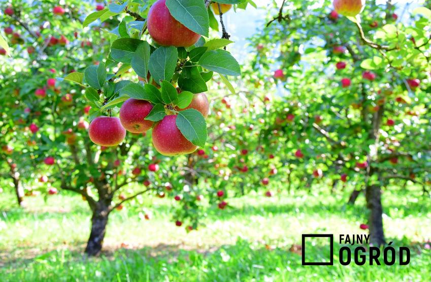 Jabłonki 'Gloster' w ogrodzie podczas owocowania, a także opis odmiany, wymagania, sadzenie, cięcie i uprawa w ogrodzie krok po kroku