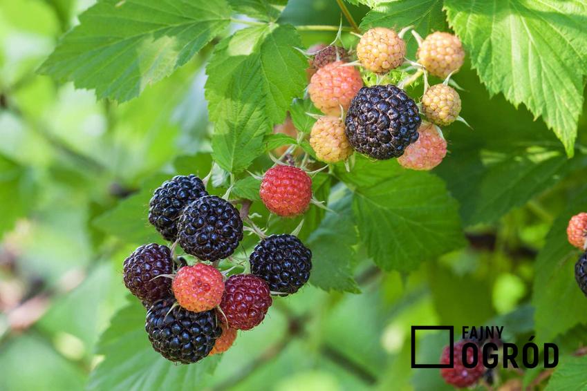 Owoce czarnej maliny na krzewie, a także opis czarnej maliny, wymagania, sadzenie, przycinanie i pielęgnacja rośliny krok po kroku