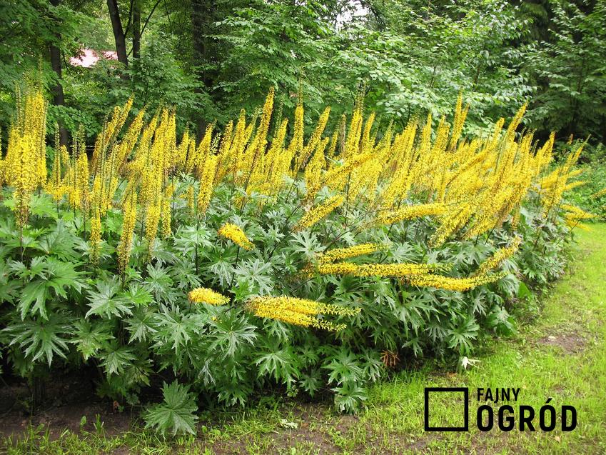 Języczka Przewalskiego o żółtych kwiatach a także opis rośliny, pielęgnacja, stanowisko oraz wymagania krok po kroku