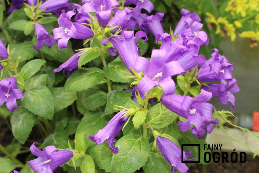 Piękne fioletowe dzwonki ogrodowe oraz najpiękniejsze odmiany roślin, uprawa, pielęgnacja oraz wymagania