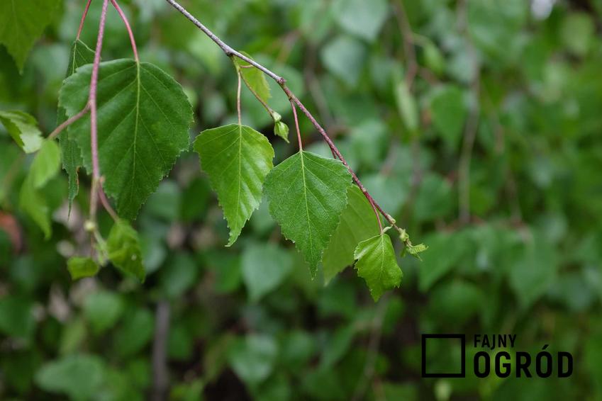 Delikatne listki brzozy Youngii, a także uprawa i pielęgnacja rośliny, opis odmiany oraz wymagania w ogrodzie