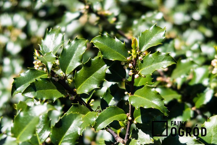 Zielone liście ostrokrzewu Maservy w ogrodzie, a także opis gatunku, najlepsze odmiany, uprawa i pielęgnacja