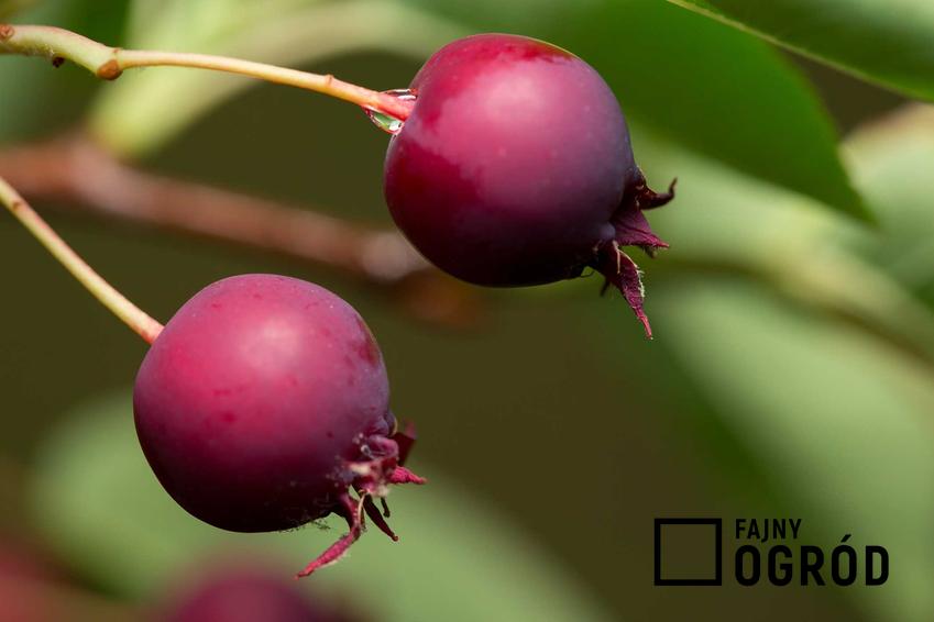Owoce świdośliwy kanadyjskiej o fioletowej skórce, a także charakterystyka gatunku, wymagania oraz pielęgnacja