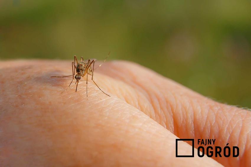 Komar gryzący człowieka w dłoń, a także domowe sposoby na komary, najlepsze rozwiązania i sposoby