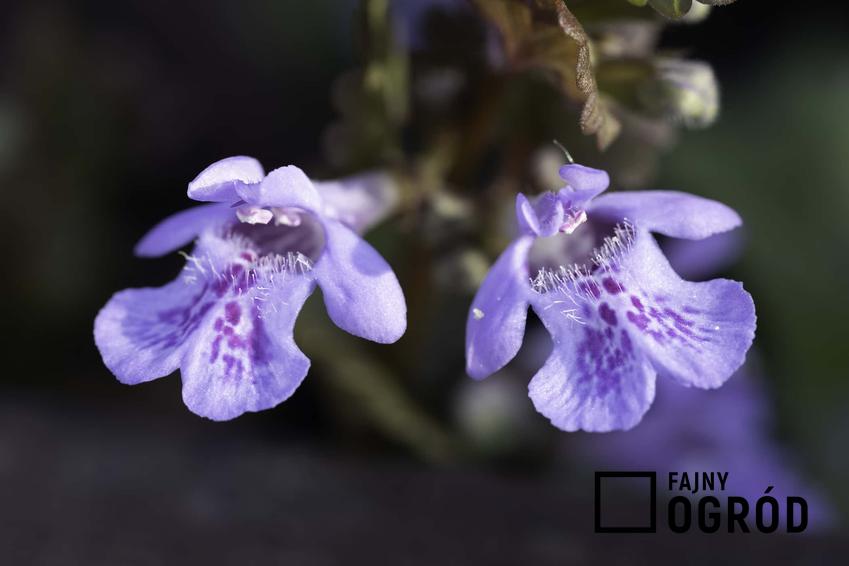 Fioletowe kwiaty bluszczyka ziemnego, kurdybanek i jego pozytywny wpływ na organizm, jakie witaminy zawiera bluszczyk i na co pomaga