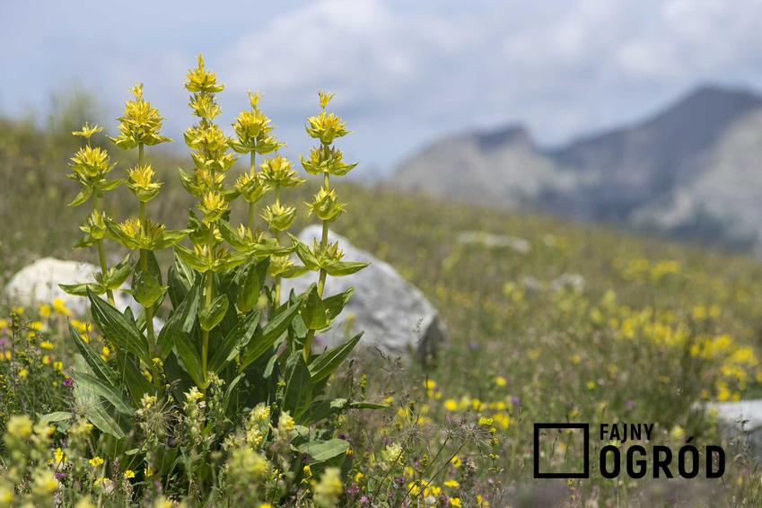 Kępa goryczki żółtej na tle gór, a także informcje o roślinie: występowanie oraz właściwości i działanie lecznicze