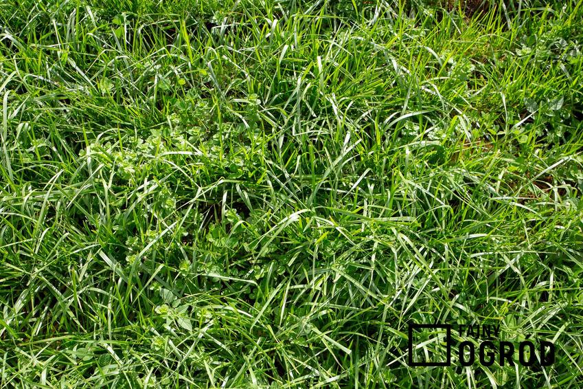 Trawnik z kostrzewą trzcinową w ogrodzie, a także charakterystyka gatunku, wysiew i pielęgnacja