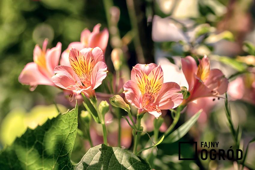 Jasnorożowe kielichy kwiatów alstremerii, alstremeria w ogrodzie czy w domu, najlepsze warunki do uprawy alstremerii