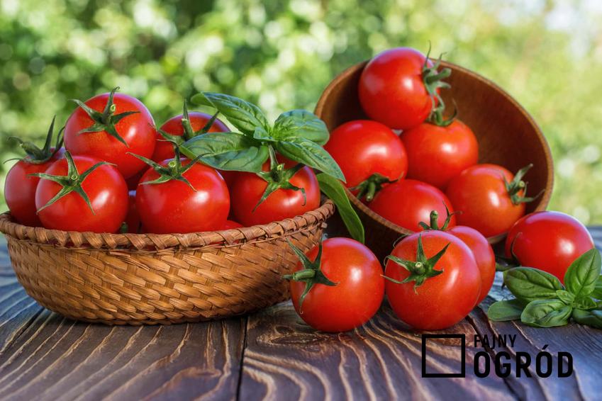 Świeże pomidory w koszyku na stole, a także najważniejsze właściwości odżywcze pomidora