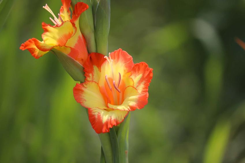 Pomarańczowe kwiaty gladioli na zbliżeniu, a także gladiole i ich uprawa oraz odpowiednia pielęgnacja