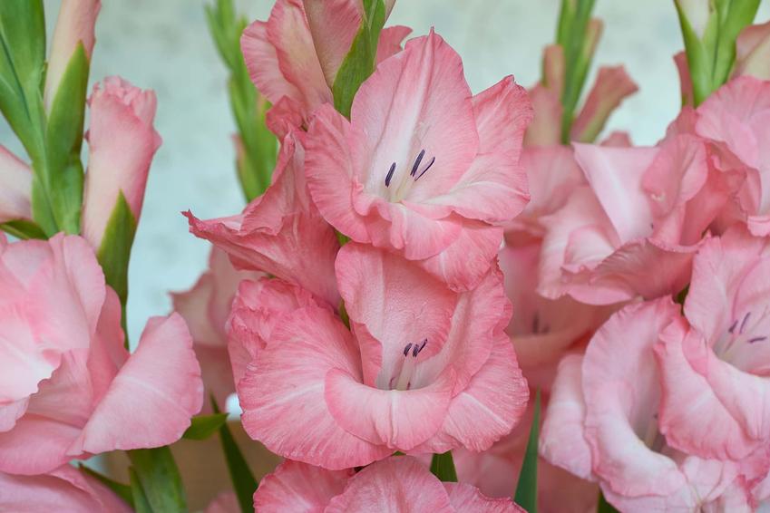 Kwiaty gladiole różowe w czasie kwitnienia, a także ich uprawa, sadzenie i pielęgnacja