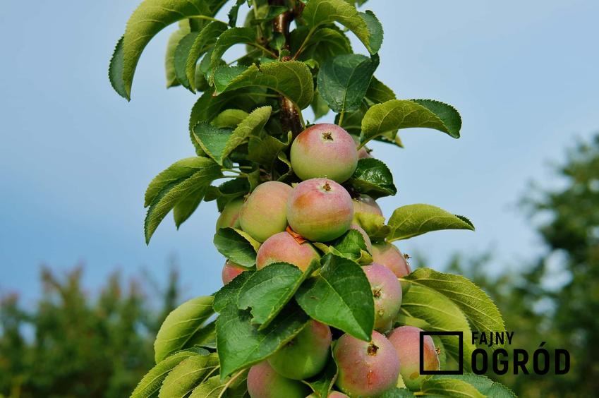 Jabłoń kolumnowa z dojrzewającymi jabłkami, a także uprawa, sadzenie i pielęgnacja owocowych drzewek kolumnowych