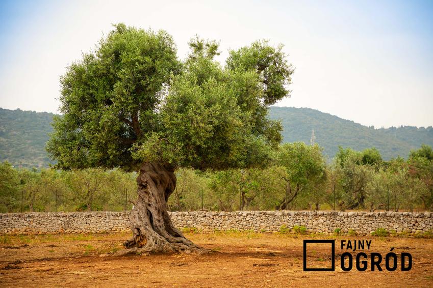 Potężne drzewo oliwne, drzewo oliwne ze skręconym pniem, charakterystyka drzewa oliwnego, kiedy sadzić drzewa oliwne