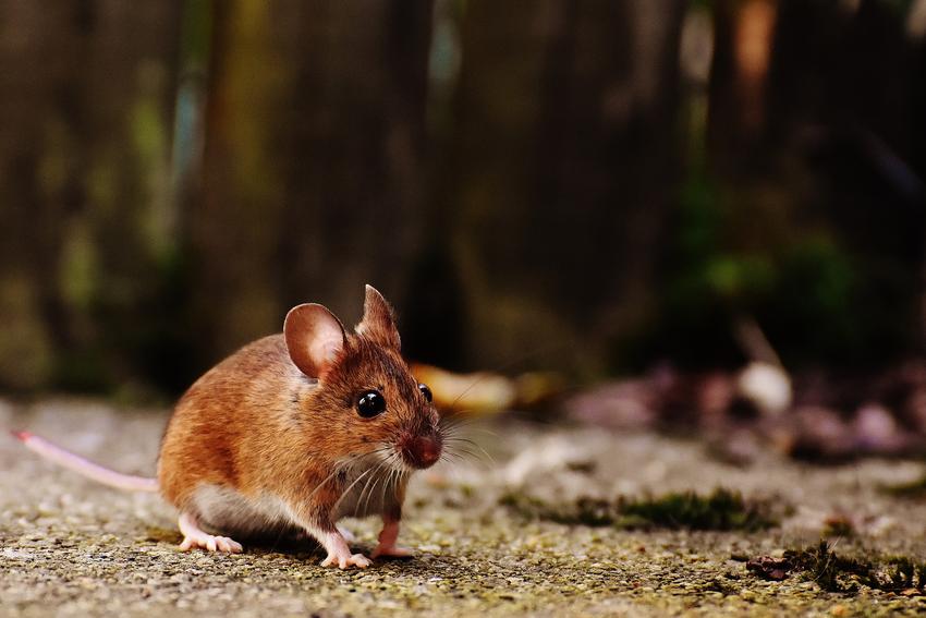 W jaki sposób działa trutka na myszy?
