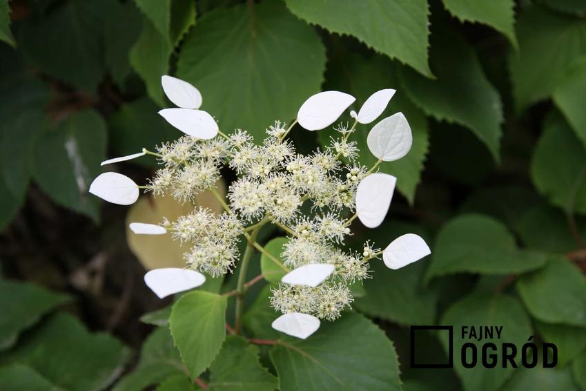 Małe, białe listki przywarki japońskiej, jak rozrasta się przywarka japońska, jak sadzić w ogrodzie przywarkę japońską