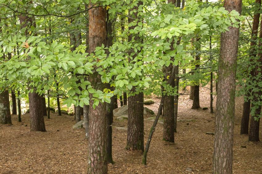 Las z drzewami buka pospolitego, buk pospolity w lesie, jakie warunki do wzrostu zapewnić bukowi pospolitemu