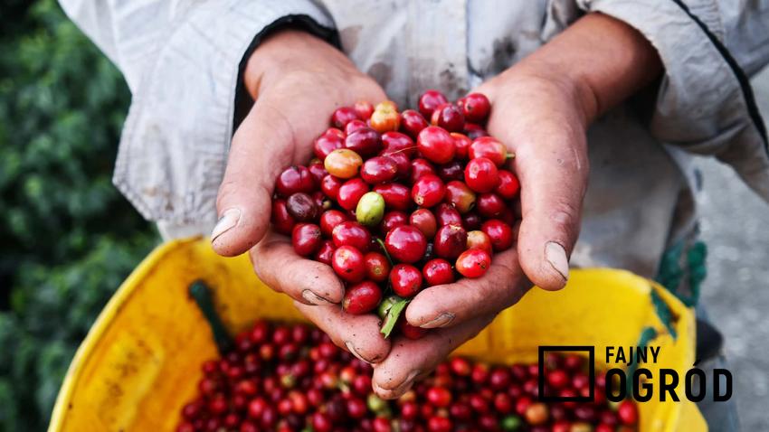 Kobieta trzyma w dłoniach owoce kawowca, czerwone owoce kawowca, jakie rozmiary osiąga kawowiec