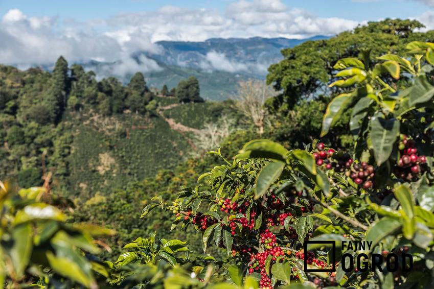 Drzewo kawowca na tle gór, gdzie można kupić sadzonki kawowca, czy ziarna kawowca można prażyć na patelni