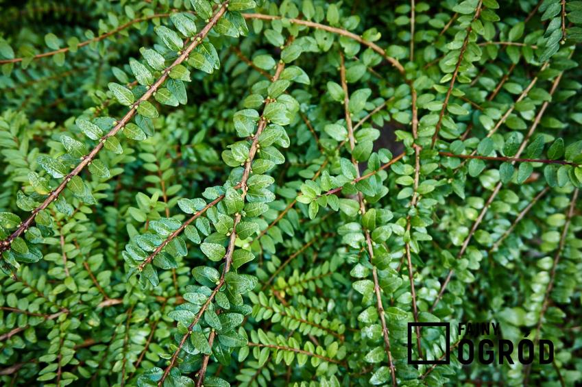 Soczystozielone liście suchodrzewu chińskiego, skąd pochodzi suchodrzew chiński i jak go uprawiać w Polsce, jakie wymagania glebowe ma suchodrzew chiński