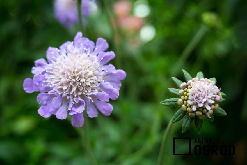 Fioletowy kwiat driakiwi na łące, dziko rosnące kwiaty driakiewi, czy driakiew warto uprawiać w ogrodzie