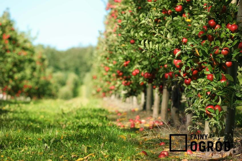 Sad z drzewami jabłoni, porady na temat oprysków drzew owocowych