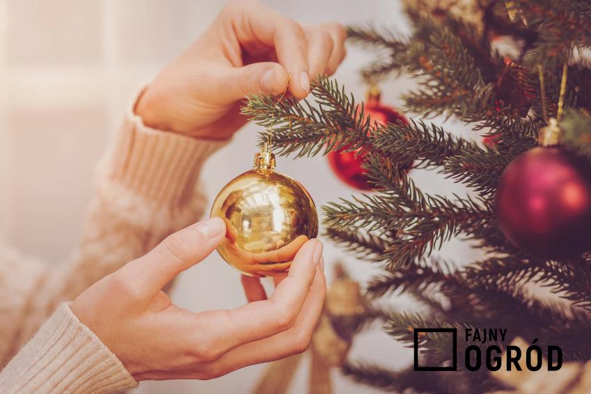 Wieszanie dekoracji świątecznych na żywej choince, a także porady, czy wybrać świerk, jodłę, a może stuczną choinkę