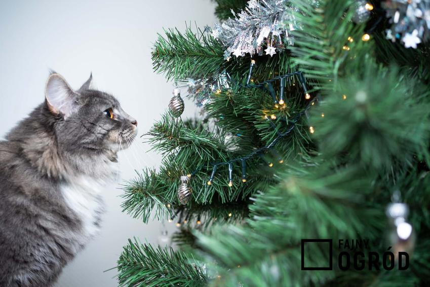 Kot przy sztucznej choince, a także porady, jakie drzewko wybrać - sztuczne, jodłę, a może świerk