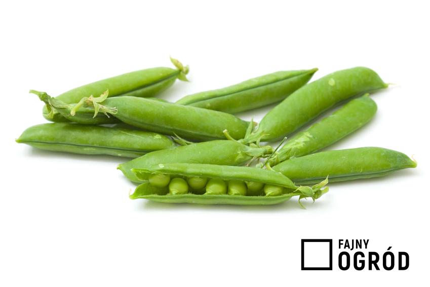 Strączki groszku zielonego zerwane z krzaka, otwarte strączki groszku zielonego, jakie właściwości odżywcze posiada groszek zielony