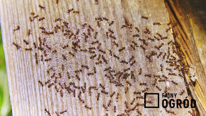 Chmara mrówek na drewnianej desce, mrówki skupione w jednym miejscu, sodo oczyszczona lub proszek do pieczenia jako środek na pozbycie się mrówek