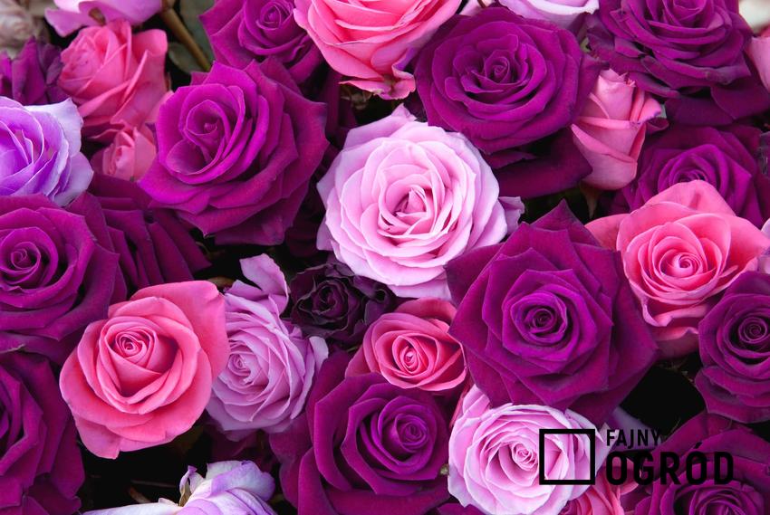 Fioletowe i różowe róże, dojrzałe róże, różnokolorowy bukiet róż, jaki kolor kwiatów wybrać na pogrzeb, jaki kolor kwiatów wybrać na wesele