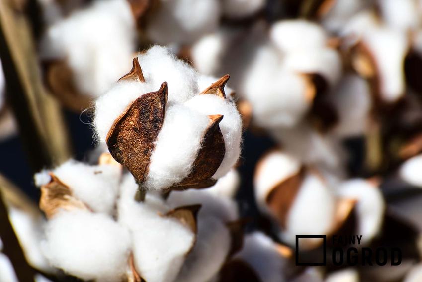 Kwitnąca bawełna, jak wykorzystuje się bawełnę w przemyśle włókienniczym, jak z kwiatu bawełny powstaje tkanina