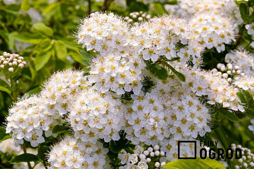 Białe kwiaty tawuły, kwitnąca tawuła, czy tawuły są roślinami całorocznymi i jak tawuły znoszą mrozy