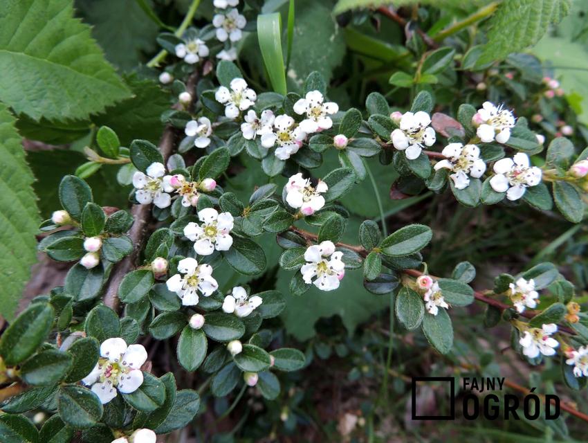 Białe, drobne kwiaty irgi dammery, czy irga jest rośliną wymagającą specjalnej pielęgnacji, jak na przestrzeni pór roku zmienia się irga