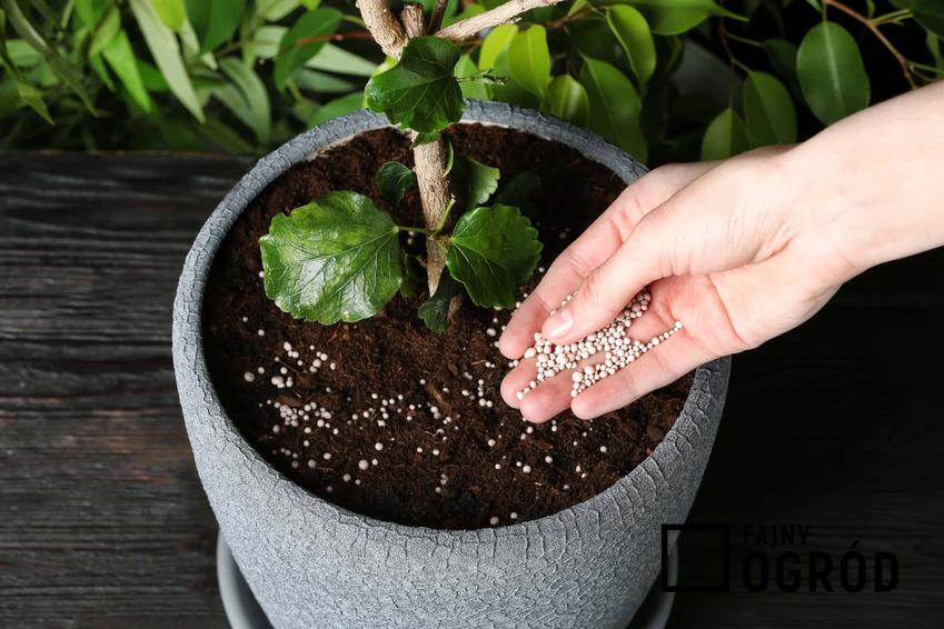 Roślina doniczkowa nawożona specjalnym preparatem, kobieca dłoń wsypująca granulki do ziemi w doniczce, przesadzanie roślin a nawożenie roślin, jakie są rodzaje nawozów do roślin domowych