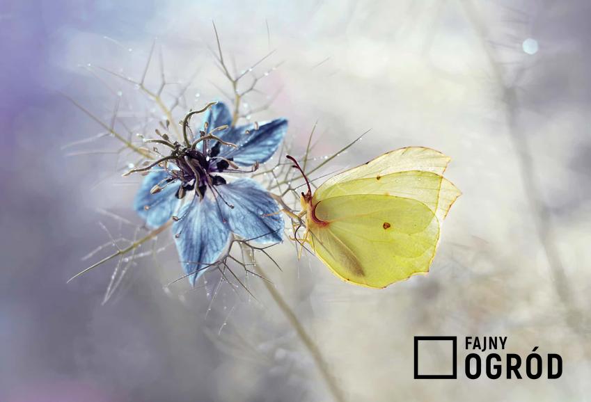 Kwiat czarnuszki siewnej i siedzący na niej żółty motyl, delikatne, niebieskie płatki kwiata czarnuszki, ile centymetrów osiąga czarnuszka siewna, czy czarnuszka jest rośliną leczniczą
