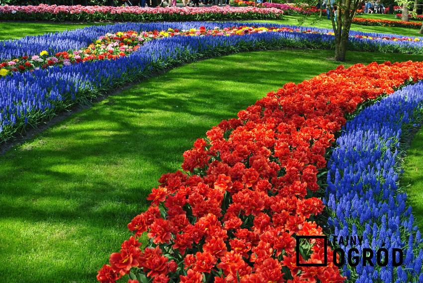 Ogród z kolorowymi kwiatami podczas kwitnienia w czasie wiosny, a także praktyczny całoroczny planer ogrodniczy 2022