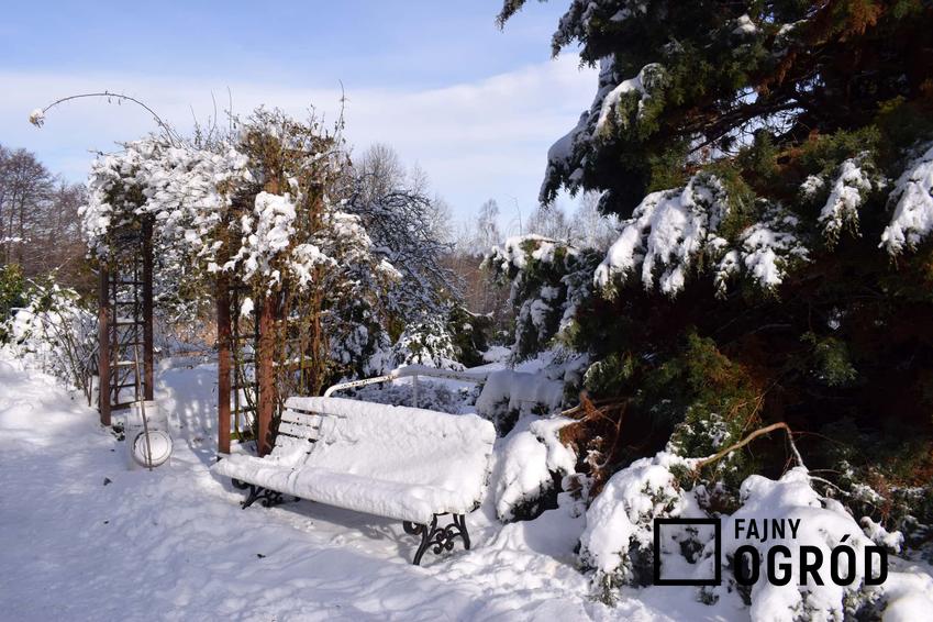 Ogród pokrytym śniegiem w czasie mroźnej zimy, a także praktyczny całoroczny planer ogrodniczy 2022