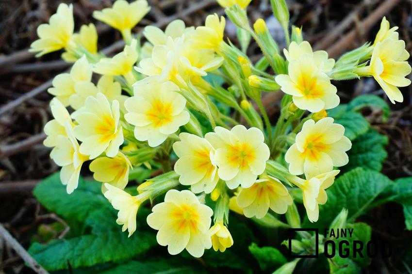 Żółta prymula w ogrodzie oraz jej charakterystyka, sadzenie i pielęgnacja na wiosnę i nie tylko