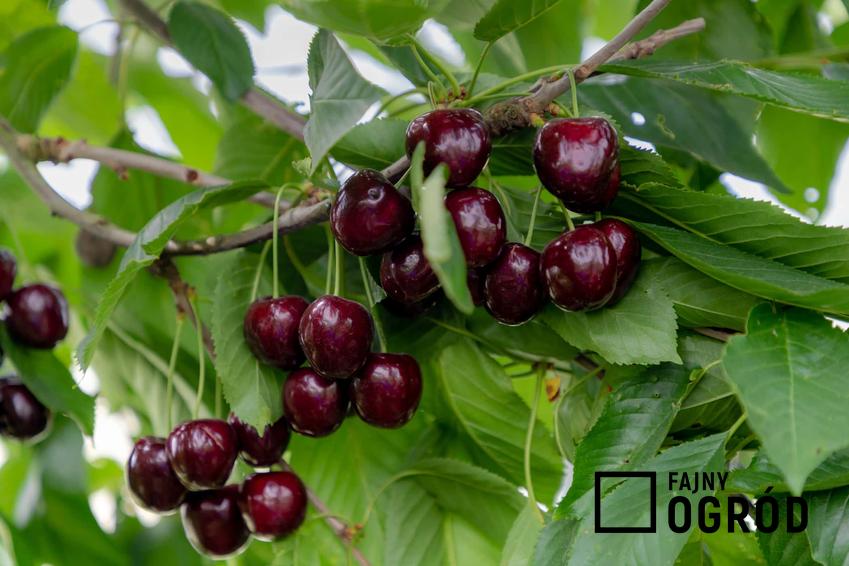 Czereśnie Regina o pięknych owocach, a także opis odmiany, uprawa i wymagania oraz pielęgnacja drzewka