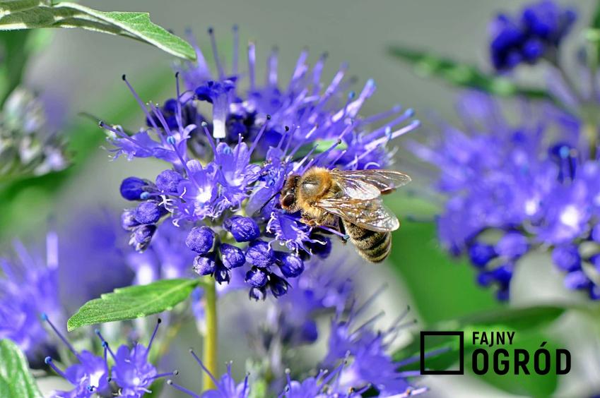 Pszczoła na kwiatach barbuli, a także opis rośliny barbula, wymagania i uprawa oraz pielęgnacja