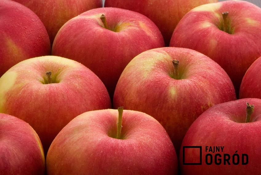 Jabłka Idared i ich opis oraz jabłoń Idared i jej sadzenie, uprawa i ceny sadzonek do ogrodu