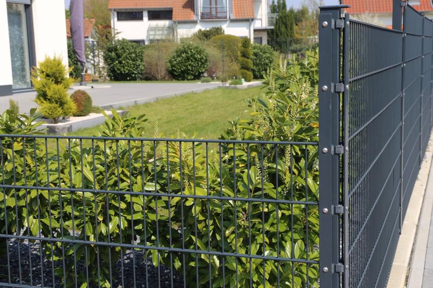 Jak zaaranżować ogrodzenia panelowe w ogrodzie? Sprawdź, które rośliny wybrać!