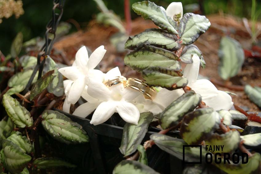 Jaśmin doniczkowy w czasie kwitnienia o białych pięknych kwiatach, a także opis, wymagania oraz uprawa krok po kroku