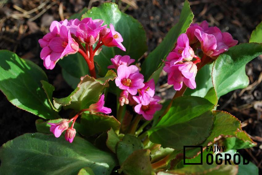 Bergenia sercowata o fioletowych kwiatach, a także jej pielęgnacja, opis oraz rozmnażanie w ogrodzie krok po kroku