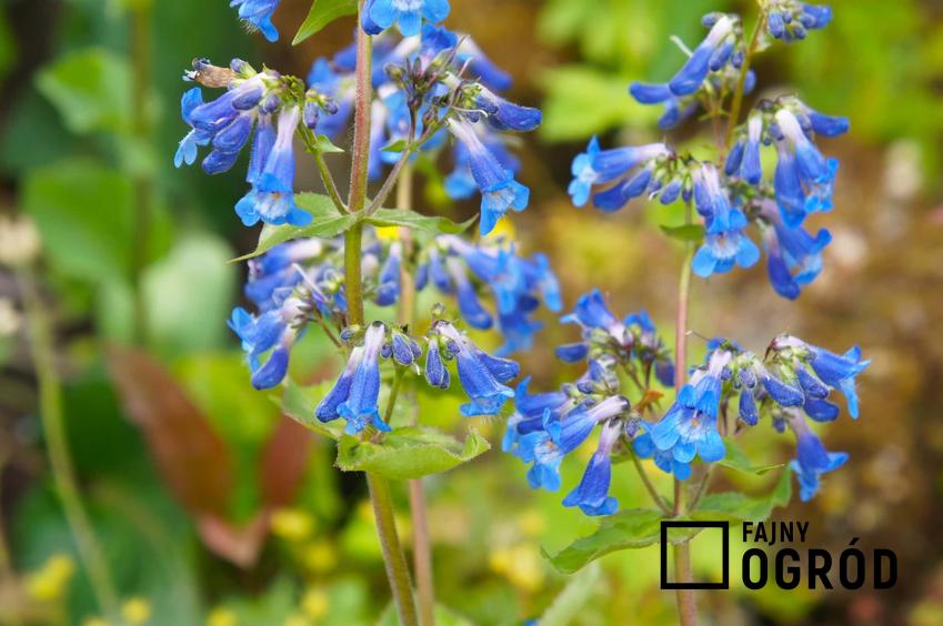 Penstemon o niebieskich kwiatach i jego charakterystyka, stanowisko oraz wymagania krok po kroku