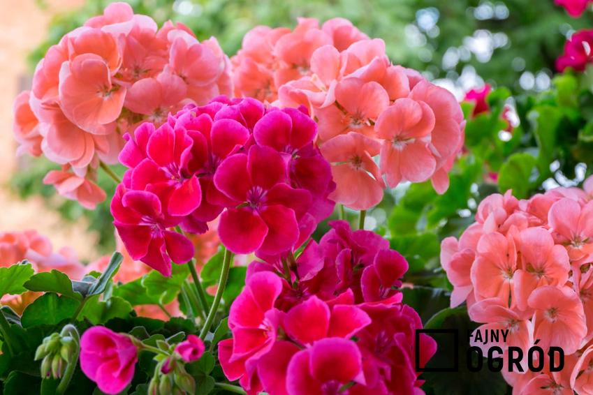 Różowe i łososiowe pelargonie o dużych kwiatach oraz inne gatunki z TOP 4 zwisających kwiatów balkonowych