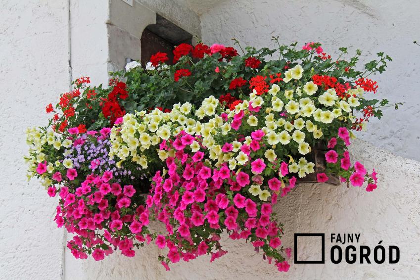 Kolorowe surfinie na balkonie, a także TOP 4 gatunków roślin balkonowych o zwisających kwiatach