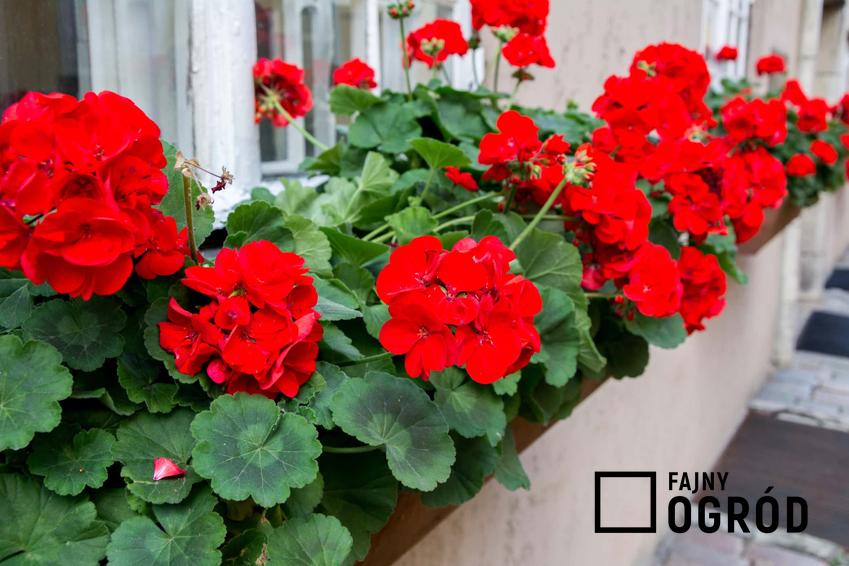 Kwitnące czerwone pelargonie oraz inne gatunki TOP 5 kwiatów na słoneczny balkon