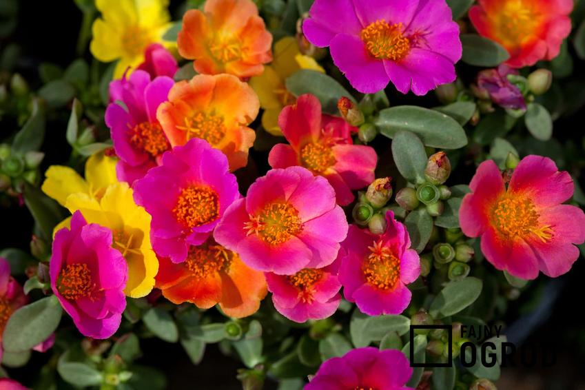 Kolorowe kwiaty portulaki, a także TOP 5 kwiatów na słoneczny balkon