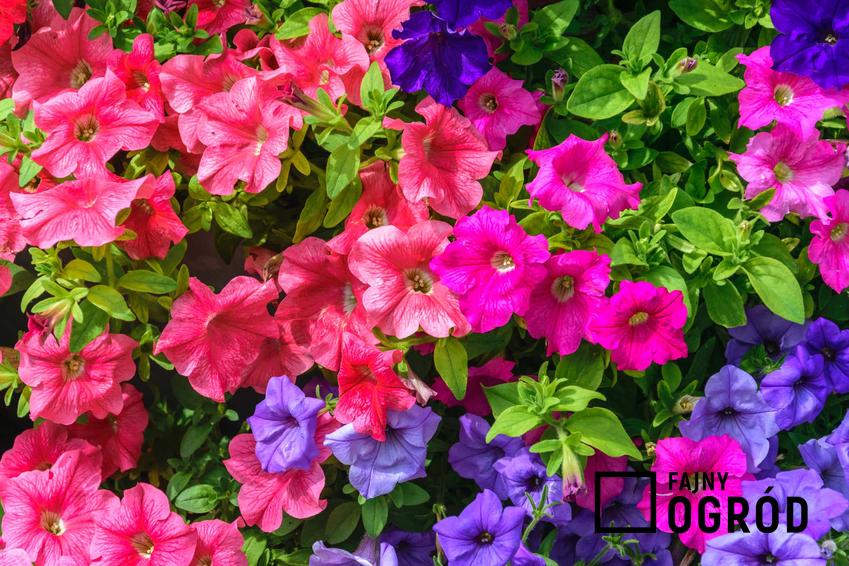 Supertunie o różowych i fioletowych kwiatach, a także opis roślin, uprawa i wymagania na balkonie
